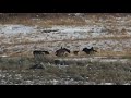 Yellowstone Wolves and Grizzly Bear