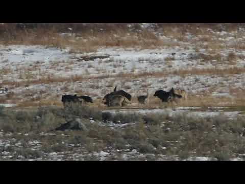 Yellowstone Wolves and Grizzly Bear