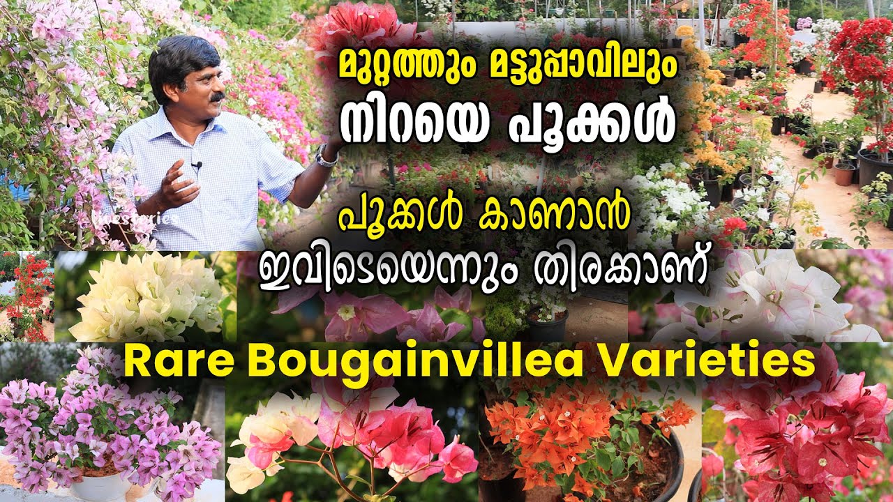 മുറ്റത്തും മട്ടുപ്പാവിലും നിറയെ പൂക്കൾ | പൂക്കൾ കാണാൻ ഇവിടെയെന്നും തിരക്കാണ്|Bougainvillea Varieties
