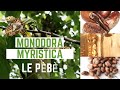 Le pb un petit trsor de la pharmacope africaine monodoramyristica