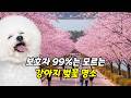 보호자 99%는 모르는 강아지 벚꽃 명소│강아지와 벚꽃구경? 진짜 편한 곳은 따로 있습니다 (과천경마공원)