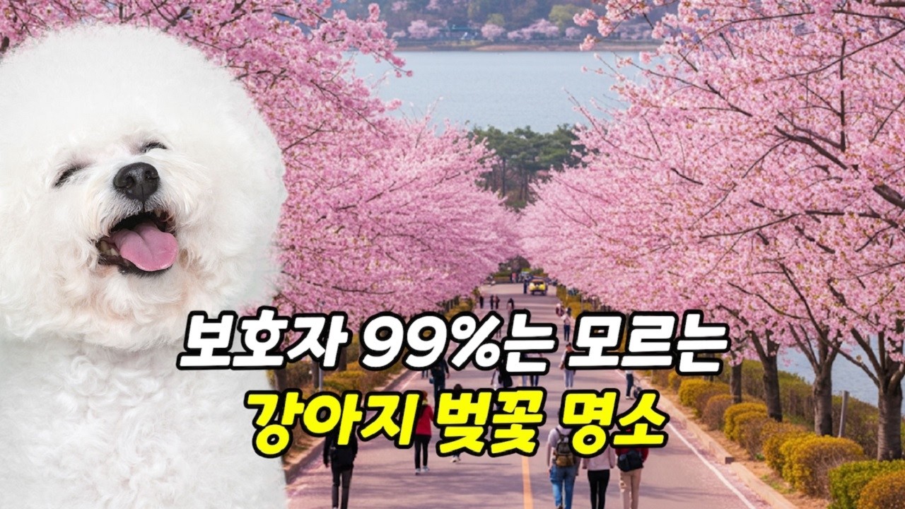 보호자 99%는 모르는 강아지 벚꽃 명소│강아지와 벚꽃구경? 진짜 편한 곳은 따로 있습니다 (과천경마공원)