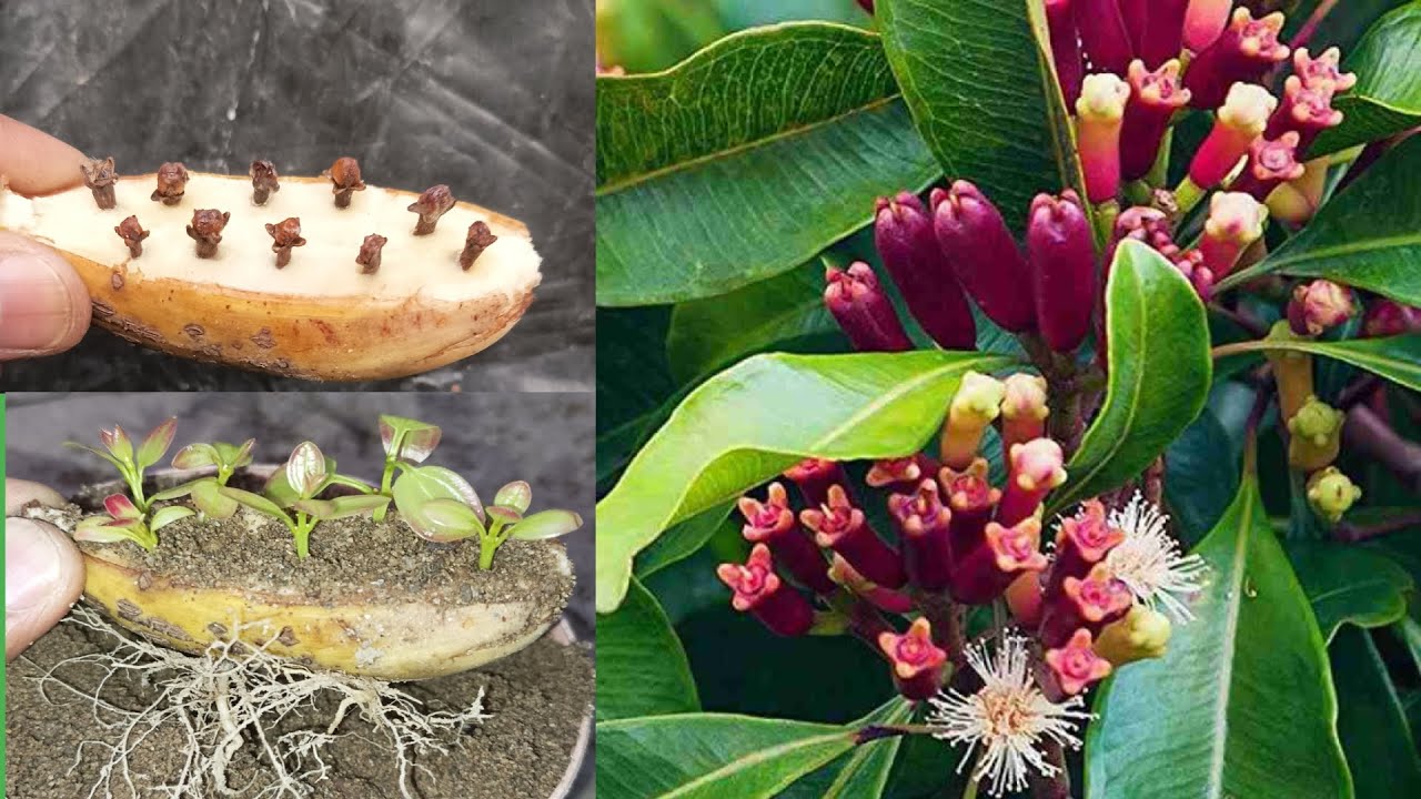 Easy grow to clove tree from clove seeds with banana, growing clove