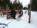 Chiens de traîneaux maltraités - Daquaam