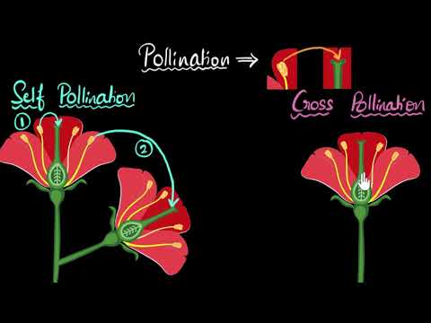 Pollination (self & cross) | How do organisms reproduce | Biology | Khan Academy