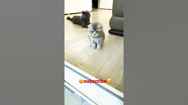 Watch the video about Maya and Scottish fold kitten \ funny animals #shorts