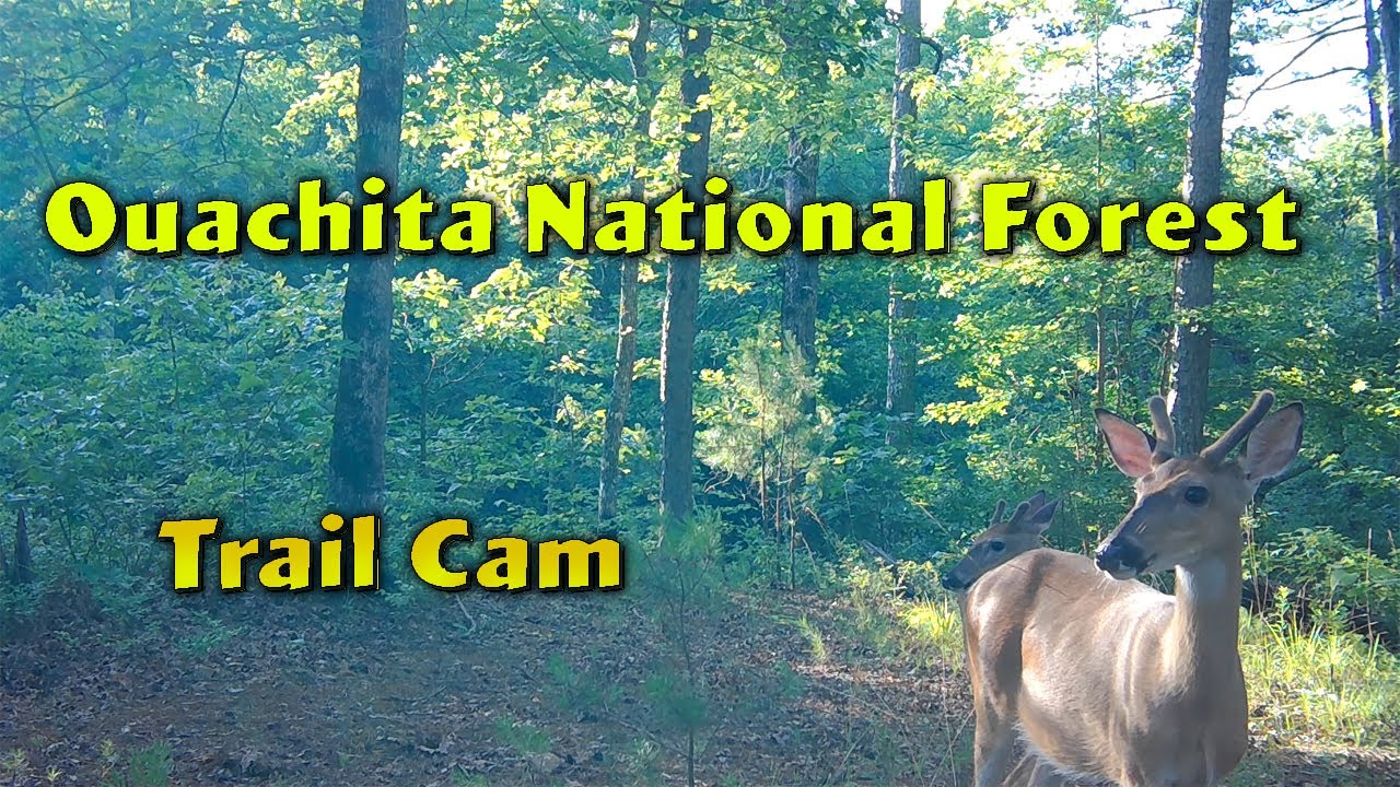 Ouachita National Forest Trail Cam one week of wildlife YouTube