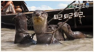 수달 알바생과 함께 일하는 아저씨 🦦 어느 날 새끼 한 마리가 사라지고 마는데.. | KBS 환경스페셜 111207 방송