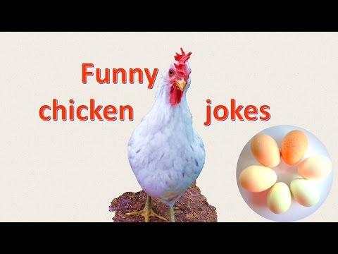 funny-chicken-jokes