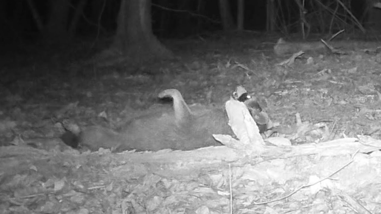 another "Trashed Panda" found on late night binge