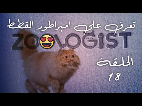 فيديو: قطة Toyger: الصورة ، وصف السلالة ، وميزات المحتوى ، ومراجعات المالك