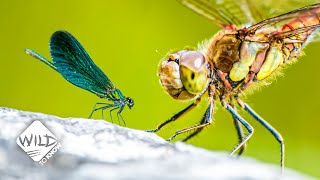 How Damselflies Stand Up Against Dragonflies | Wild to Know