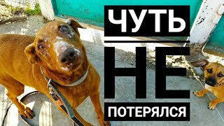 Как подобранный пес приживается у нас на передержке? ОН ЧУТЬ НЕ УБЕЖАЛ😱 2 часть