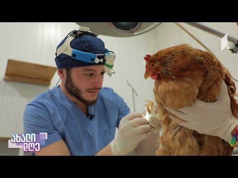 რუბრიკა #აკისპარკი - გაიცანით ვეტერინარი სანდრო ბაგათელია, რომელმაც უპრეცედენტო ოპერაციები ჩაატარა