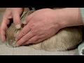 VIPなおもてなし、止めると激怒!! (チャップ・ダンダンウー) have a massage rabbit