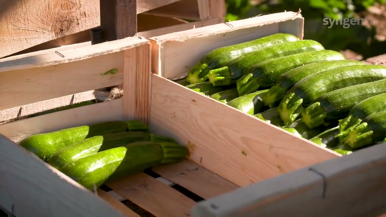 Des variétés de courgette pour faciliter la récolte