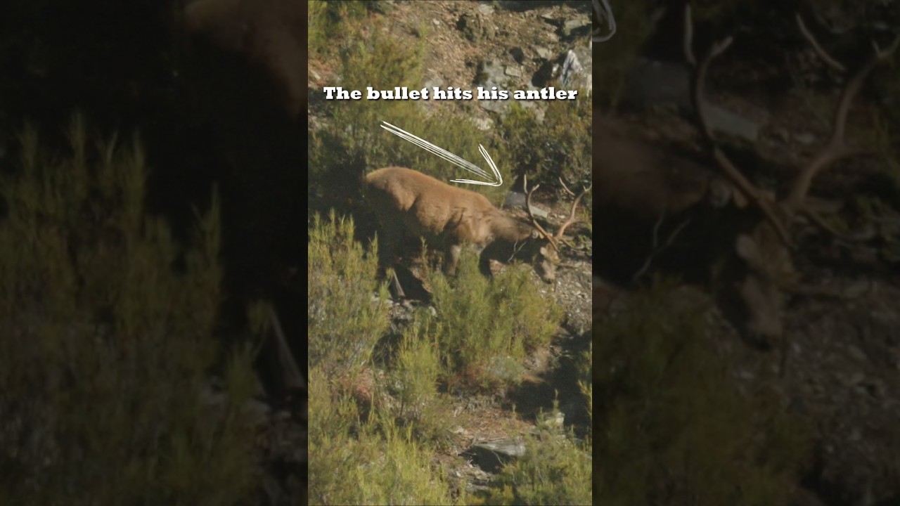 How to scare the pants off a Stag #hunting #redstag