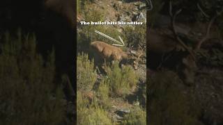 How to scare the pants off a Stag #hunting #redstag