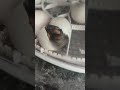 The first heartbeats of a duckling