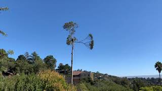 Cutting Down an Old Eucalyptus Tree