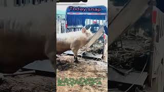 Professional Pig Loading Technique Using Visual Herd Board