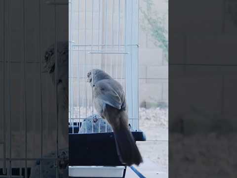 Abert S Towhee Jumps In The Bird Cage And Eats Seeds Towhee Birds Birdlovers 