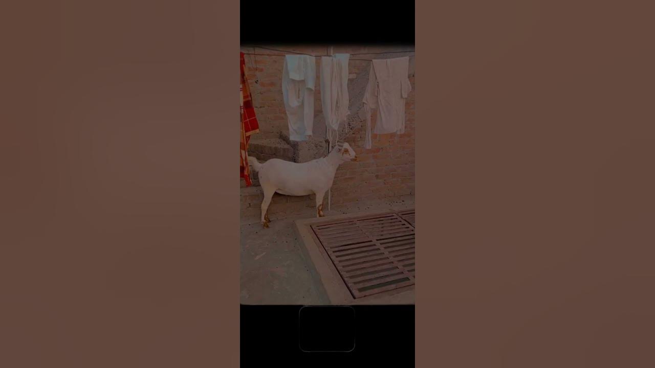 hamza-goat-farm-subscribe-viralvideo-aligarh-bakra-subscribe