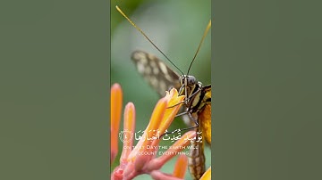 سورة الزلزلة - بصوت ماهر المعيقلي
