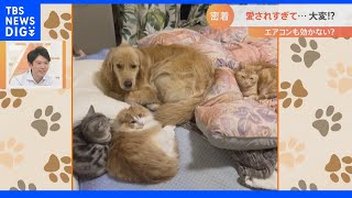 寝るときも離れたくない！飼い主が好きすぎてベッドを占領してしまう犬｜TBS NEWS DIG