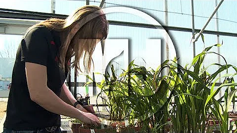 Bacterial Leaf Streak - Terra Hartman - March 16, ...