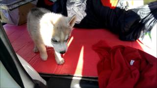Забираем щенка хаски Райден домой // Taking Husky puppy Rajden home Забираем щенка хаски Райден домой // Taking Husky puppy Rajden home