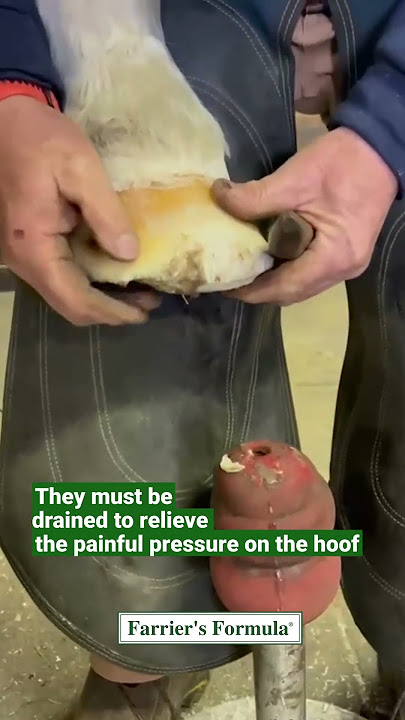 Farrier Menguras Abses Kuku Kuda yang Menyakitkan: Bagian 1 #perawatankuku #AbscessKuku #farrier #kuda