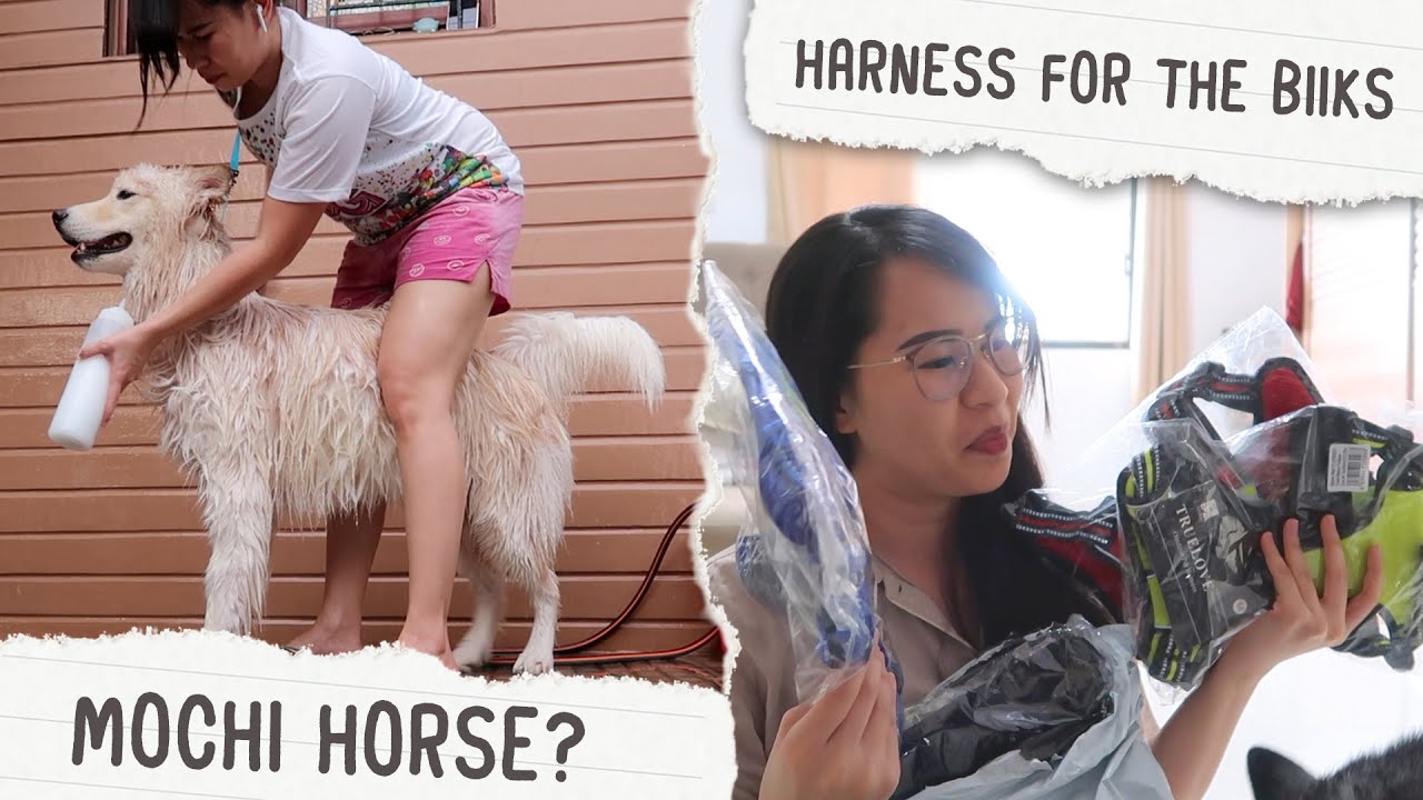 BINILHAN KO NG HARNESS ANG MGA BIIKS + LIGO NI MOCHI KING | 003