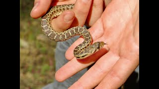 Herping & Fishing at Emigrant Lake (Baby Gopher Snakes & I Caught my PB Smallmouth Bass)