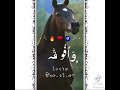 اغنيه انسي ونسي