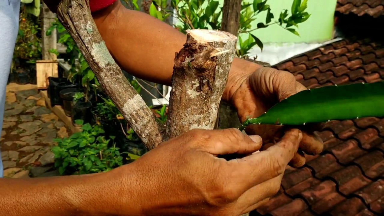 How to plant dragon fruit/menanam buah naga 
