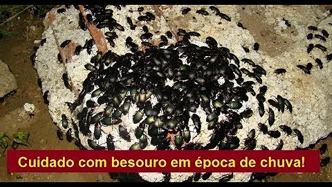 O que fazer para acabar com besouros?