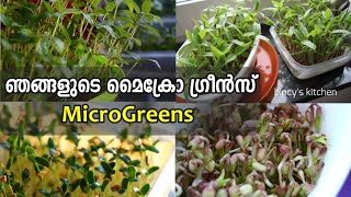 മണ്ണും വളവും ഇല്ലാതെ ദിവസവും ഇലക്കറികൾ  | How to Grow Microgreens At Home | Microgreens without Soil