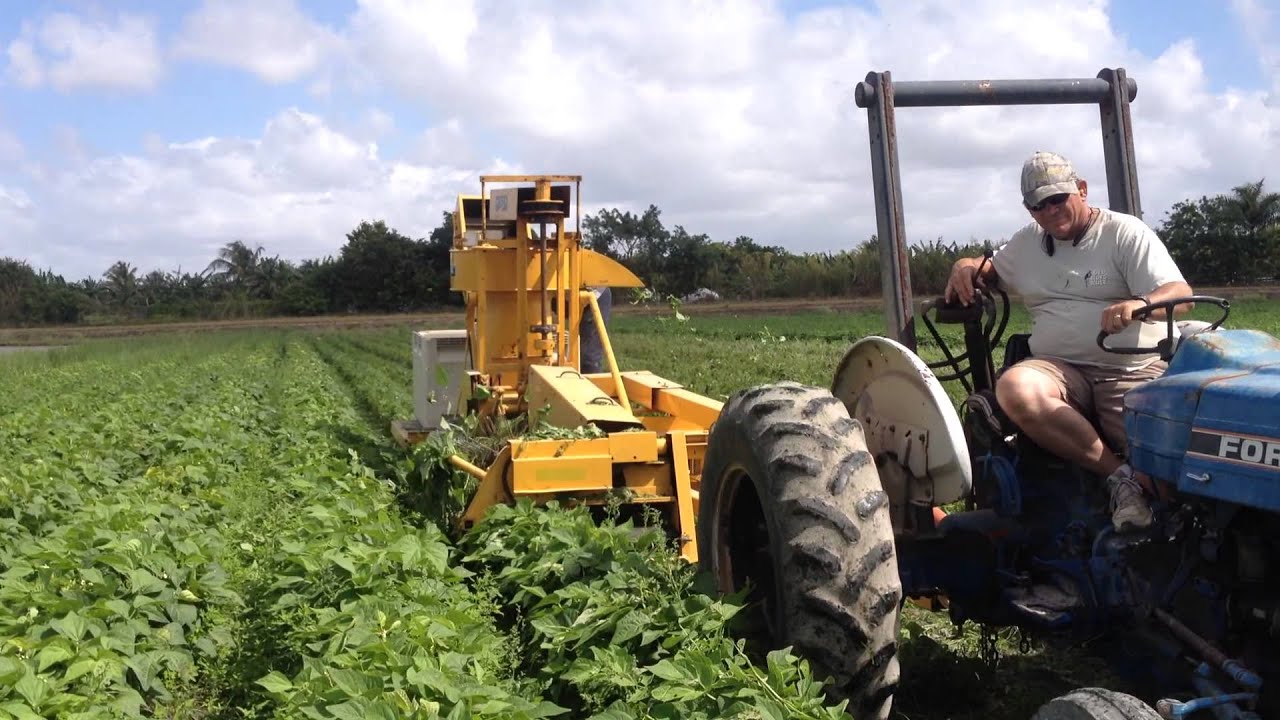OXBO/Pixall BH100 Green Bean Harvester YouTube