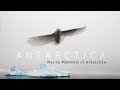 Antarctica 4K [2019]