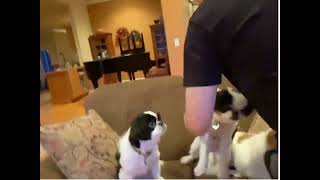 3 JAPANESE CHIN DOGS get their haircut for photos and won’t SIT STILL by Don Chin 221 views 1 year ago 54 seconds