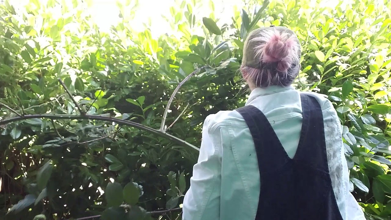 asmr pulling down blackberry vines YouTube