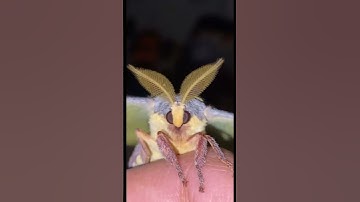 The cutest moth you will ever see! 😂 #moths #meme #cute #viralshorts #shorts #feedshorts #feed