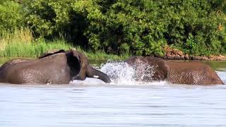 Elephant And Her Family Bathing Swimming In River , Amazing Video Clips For The Make Youtube Video