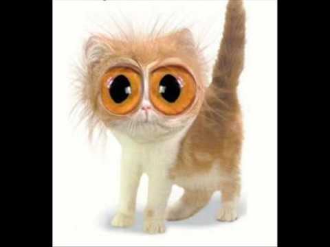 Atirei o Pau no Gato (Falcão)