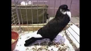 Elsässer Kröpfer Schwarz, Boulant Dalsace Noir, Exposition Avicole Pfastatt