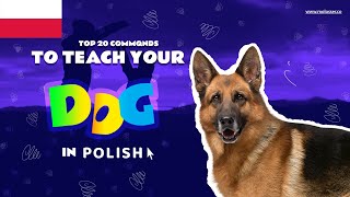 Teach Your Dog Commands In Polish (20 Common Words)