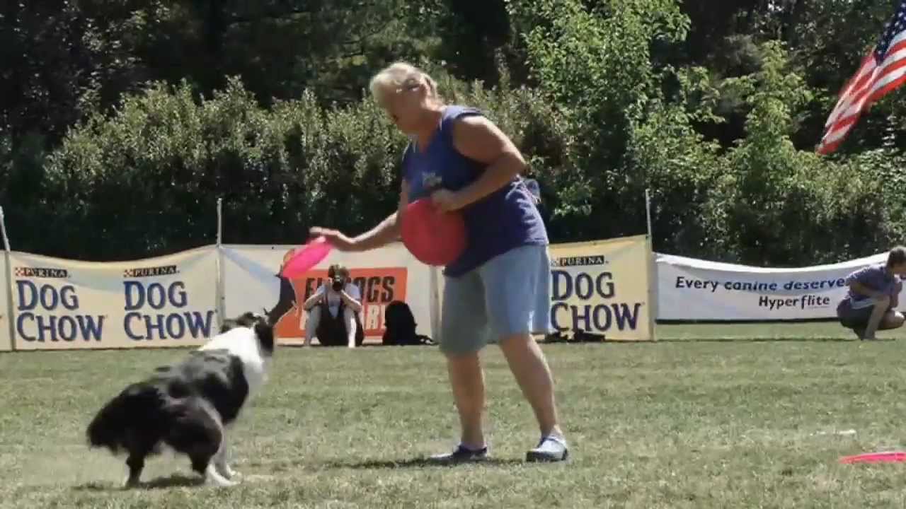 Dogs compete in frisbee championships YouTube