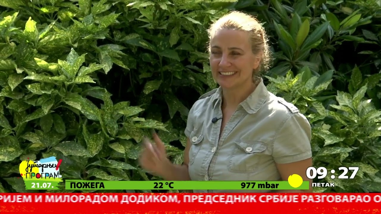 RTS JUTARNJI PROGRAM - Zimzelena aukuba