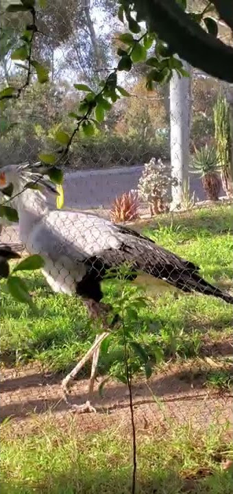Secretary Birds are So Beautiful!